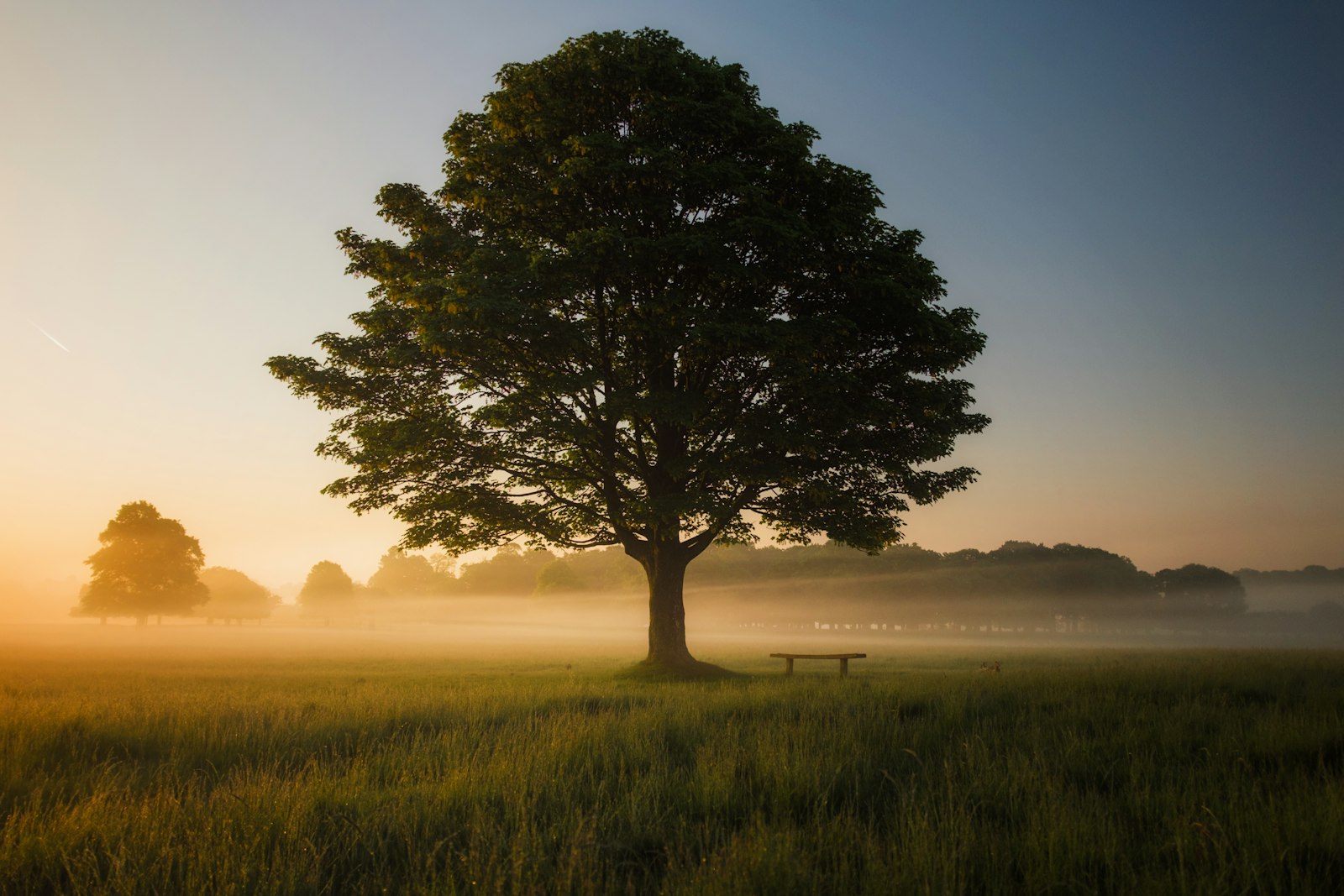 A broad, mature tree standing alone in a misty field at sunrise